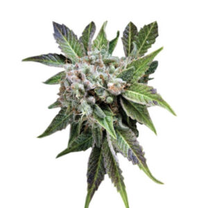 Blue Pyramid fem (Pyramid Seeds) семена конопли