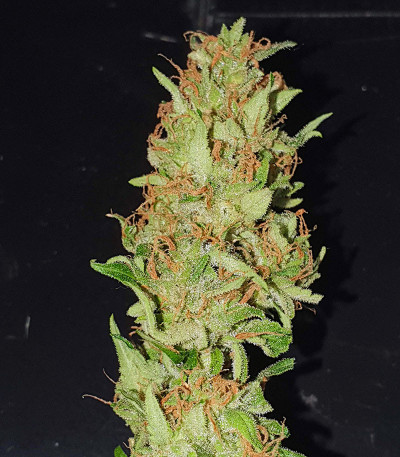 White Critical Express fem (Kalashnikov Seeds) семена конопли — изображение 4