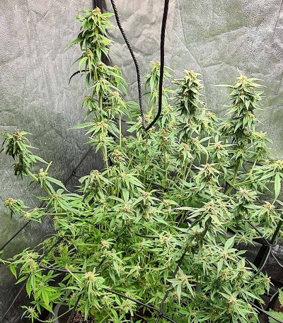 White Critical Express fem (Kalashnikov Seeds) семена конопли — изображение 6