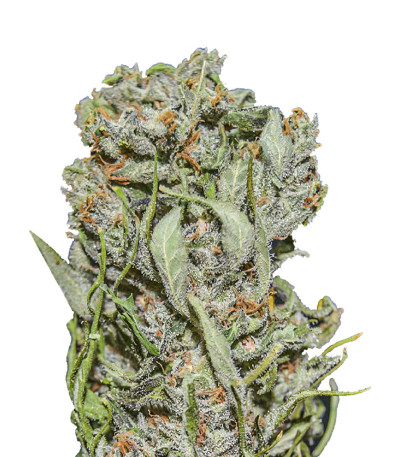 White Critical Express fem (Kalashnikov Seeds) семена конопли