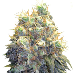 Bubblelicious fem (Nirvana Seeds) семена конопли