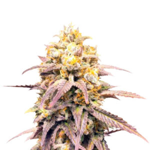 Critical Super Silver Haze fem (Delicious Seeds) семена конопли
