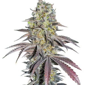 Black Cherry Gushers fem (Barney's Farm) семена конопли