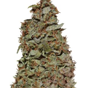 Californian Snow Auto fem (FastBuds) семена конопли