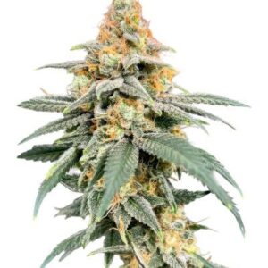 Garlic Cookies fem (Barney's Farm) семена конопли