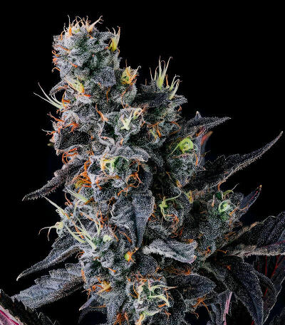 Giggin' Grapes fem (Compound Genetics) семена конопли — изображение 2