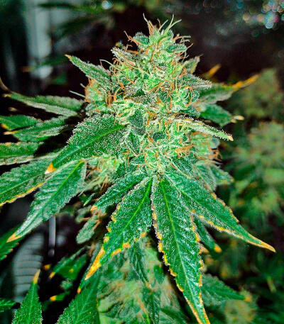 Keepers OG Autoflower fem (Seedkeepers) семена конопли — изображение 3