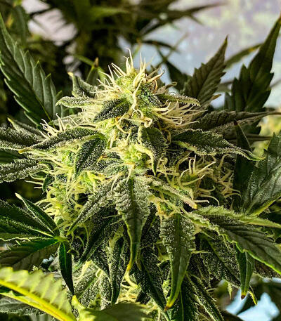 Keepers OG Autoflower fem (Seedkeepers) семена конопли — изображение 4