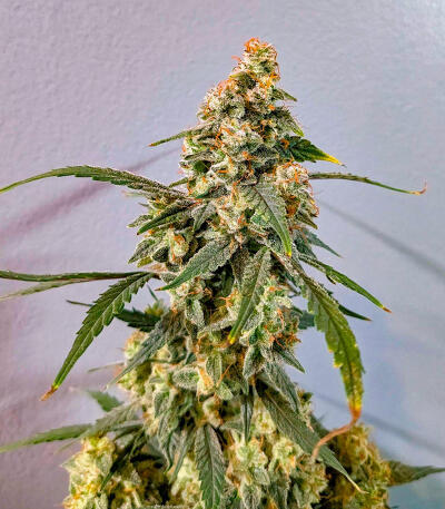 Keepers OG Autoflower fem (Seedkeepers) семена конопли — изображение 5