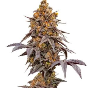 Lemon Cherry Runtz fem (FastBuds) семена конопли