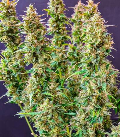 Baby Runtz Autoflower fem (Easy Grow Seeds) семена конопли — изображение 3