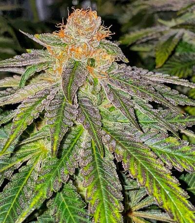 Banana Hammock RBX fem (Ethos Genetics) семена конопли — изображение 4
