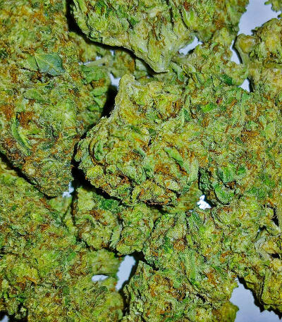 Ghost Train Haze fem (Seedkeepers) семена конопли — изображение 3