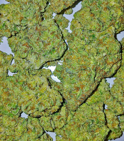 Ghost Train Haze fem (Seedkeepers) семена конопли — изображение 5