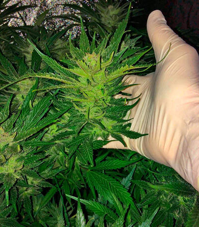 Ghost Train Haze fem (Seedkeepers) семена конопли — изображение 4