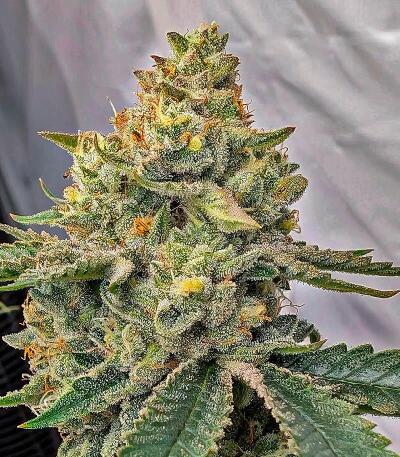 Grease Monkey Autoflower fem (Easy Grow Seeds) семена конопли — изображение 3