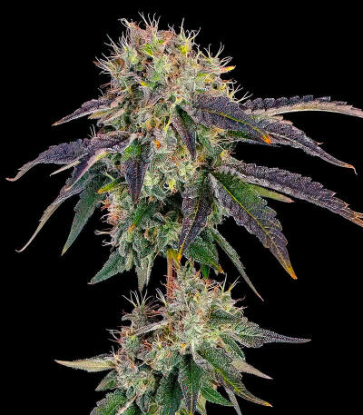 Baller's Game fem (Ethos Genetics) семена конопли — изображение 2